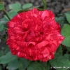 Red Intuition